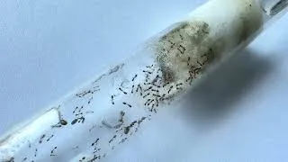 Thumbnail: Monomorium floricola | Bicoloured Trailing Ant Colony 4K