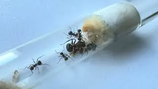Thumbnail: Myrmicaria brunnea Colony | Big Beginner-Friendly Tropical Ants 4K