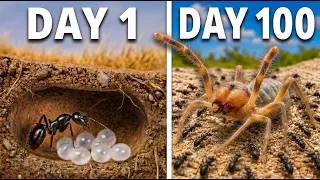 Thumbnail: I Put 100 Bullet Ants Against a Desert Monster | 100 Days of Colony War