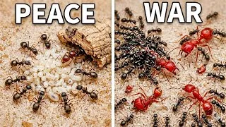 Thumbnail: I Simulated an Ant War in My Home! 