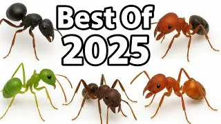 Thumbnail: My Best Ant Videos of 2025!