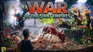 Thumbnail: Rise of the Five Ant Empires in My Giant Indoor Ecosystem