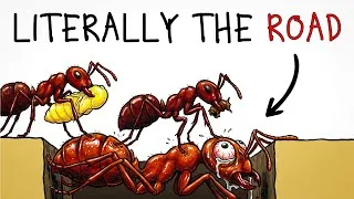 Thumbnail: What It’s Like To Be An Army Ant for 24 hours