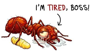 Thumbnail: What It’s Like To Live 24 Hours Inside a Fire Ant Colony