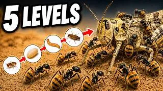 Thumbnail: 5,000 Ants vs. 5 Levels of Prey