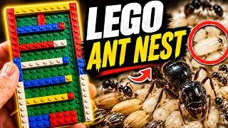 Thumbnail: I Built My Ants a LEGO Nest