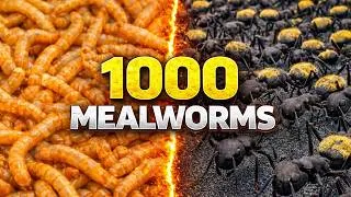 Thumbnail: 1000 Mealworms vs Desert Ants