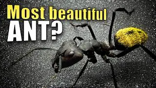 Thumbnail: Meet the Yellow-Haired Sugar Ant 🐜 (Camponotus fulvopilosus)