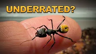 Thumbnail: Ants As Pets?