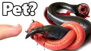 Thumbnail: I Got a Pet Bloodworm (yes, really)