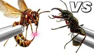 Thumbnail: The SHOCKING Truth About AntTrek Ant Colony Simulation
