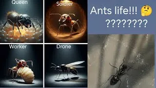 Thumbnail: (Part1) Inside the Ant World – How Do Ants Really Live?