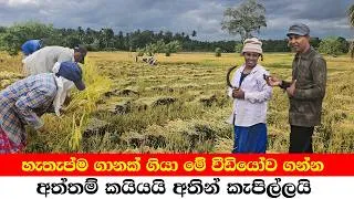 Thumbnail: A RICE HARVESTING METHOD RARELY SEEN IN SRI LANKA!”