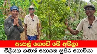 Thumbnail: NOT AN APPLE — THIS IS A MONEY TREE