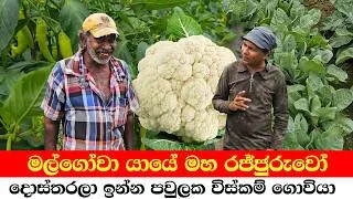 Thumbnail: The Cauliflower Farmer from a Family of Doctors 🔥