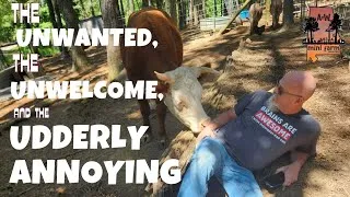 Thumbnail: Unwanted,  Unwelcome and Udderly annoying !