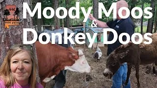 Thumbnail: Moody Moos and Donkey Doos
