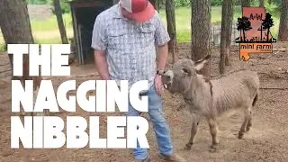 Thumbnail: The Nagging Nibbler!