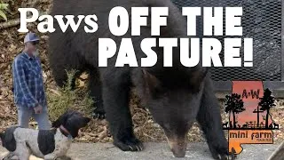 Thumbnail: Paws off the pasture!