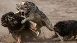 Thumbnail: Livestock Guardian Dogs vs Apex Predators: A Fight for Survival