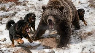 Thumbnail: The Ultimate Bear Guardian - Dogs vs Bear Attacks