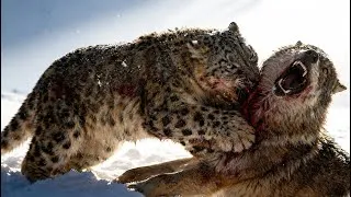 Thumbnail: Tibetan Plateau's Deadliest Predator Face-Off