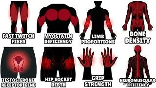 Thumbnail: Every Genetic Advantage in Strength Sports Explained!