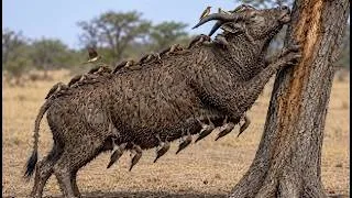 Thumbnail: This Eland Was Covered in Thousands of Ticks Until Oxpeckers Arrived!