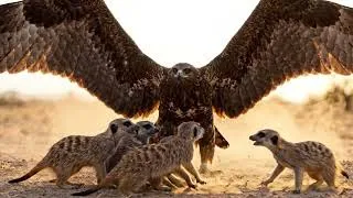 Thumbnail: They Jumped. They Bit. They Wouldn't Let Go : Meerkats vs Eagle