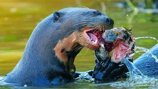 Thumbnail: America's Wildest Swamp Critters | Wildlife Documentary