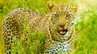Thumbnail: Survival in the Savannah: The Secret Life of Leopards