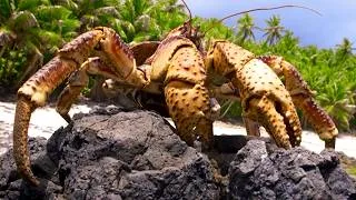 Thumbnail: Robber Crabs: The Largest Land Crabs on Earth