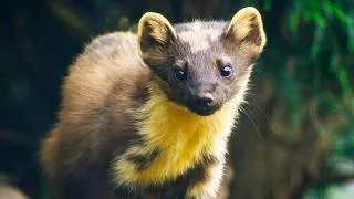 Thumbnail: The Surprisingly Deadliest Predator in North America: The Pine Marten