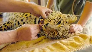 Thumbnail: Inside South Africa's Most High-Stakes Rescue Missions | Shamwari Untamed