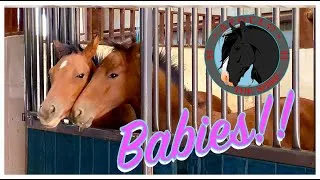 Thumbnail: Apollo the Shire presents Baby Horses at the Barn!!