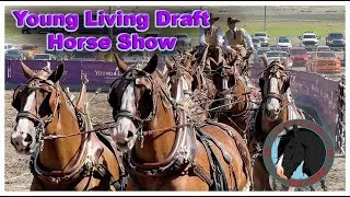 Thumbnail: 2024 Draft Horse Show at Young Living Farm Utah, Percheron Shire Belgian Clydesdale essential oils