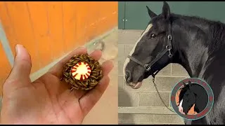 Thumbnail: Apollo The Shire gets a late night Gourmet hand crafted horse treat!!