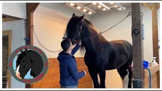 Thumbnail: Apollo the Shire Goes to Therapy!! Vibration Therapy that is! Theraplate!