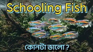 Thumbnail: Best Schooling Fish for Planted Tank & Fish-Only Aquarium | 15 সেরা মাছ