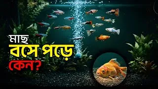 Thumbnail: মাছ ট্যাংকের নিচে বসে থাকে কেন? Aquarium Fish Sitting at the Bottom – কারণ ও সমাধান