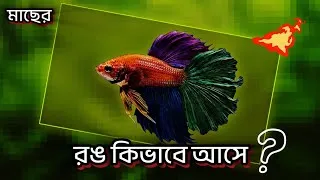 Thumbnail: Aquarium Fish Color উজ্জ্বল করার ৮টি Tips | Fish Care Guide 