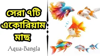 Thumbnail: 7 Easy Aquarium Fish for Beginners | Simple & Colorful Fish Guide