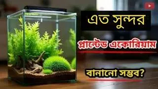 Thumbnail: How to Set Up a Planted Aquarium