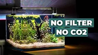 Thumbnail: Creating a No-Filter Low-Tech Nano Tank 🌿