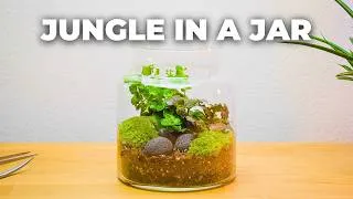 Thumbnail: Building a Self-Sustaining Mini Ecosystem in a Jar 🌱