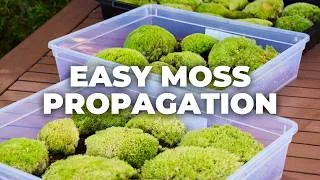 Thumbnail: Propagate & Grow Cushion Moss (The Easy Way)