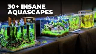 Thumbnail: 30+ Stunning Aquascapes from Germany’s Biggest Aquarium Expo