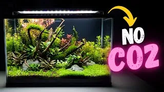 Thumbnail: Build a Stable Planted Tank (No Expensive Soil)