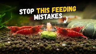 Thumbnail: How to feed your shrimp and fish || what mistake you should avoid 