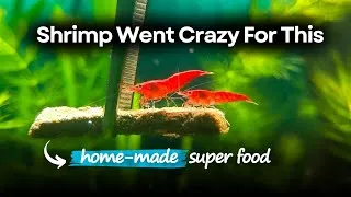 Thumbnail: I Stopped Buying Fish Food After Making This || DIY Fish & Shrimp Food Recipe.